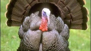 Thanksgiving voiceover Happy early Thanksgiving 🐔🐔🐔 [upl. by Jeritah]