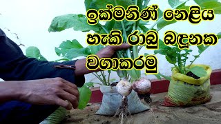 රාබු වගාව Rabu wagawa  Radish cultivation  Gewathu wagawa  ගෙවතු වගාව [upl. by Elleinwad126]