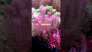 Rotala Wallichii [upl. by Elli]