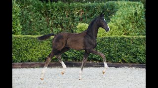 2024 Online Auction  Udelin E  Filly Escaneno x Bordeaux [upl. by Acirtal]