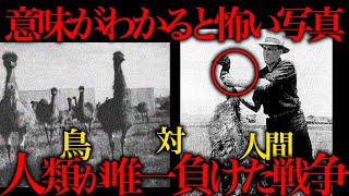 【実話】鳥と人類が1ヶ月間の戦争した結果 [upl. by Ivens]