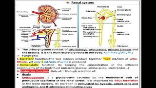 7 Renal system Physiology شرح بالعربي [upl. by Teragram]