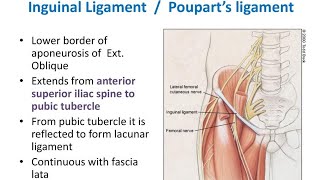 Inguinal Ligament Poupart Ligament Abdominal Anatomy [upl. by Aemat]