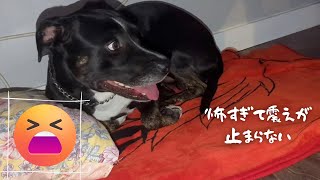 My dog is scared of a gunshot銃声に怯えて震えてる犬 staffy mix [upl. by Irita]