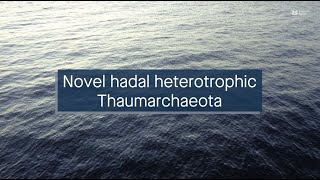 Novel hadal Thaumarchaeota clade associated with the transition to ammonia oxidation [upl. by Larson153]