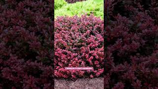 Best Red Leaf Plant Varieties leaf plants shorts [upl. by Eilerua]