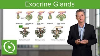 Exocrine Glands – Histology  Lecturio [upl. by Irt29]