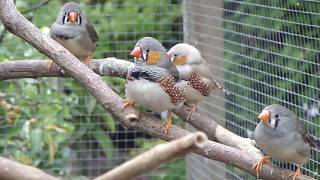 Zebravinken  Zebra finches [upl. by Debee]