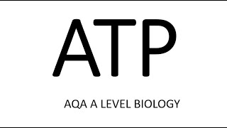 ATP  AQA A LEVEL BIOLOGY  EXAM QUESTION RUN THROUGH [upl. by Eicarg272]