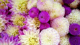 Dahlia flowers What variety  and theyre edible [upl. by Indyc]