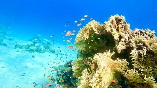 “Wonderful display of SPS coral growth in the Red Sea” [upl. by Adnilav749]