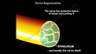 Epineurium Perineurium Endoneurium and Myelin Sheath Explained [upl. by Eimirej]