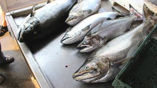 King Salmon Fishing Lake Michigan 2018 [upl. by Heim]