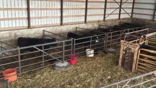 EnduraGate Setup Demonstration for Calving [upl. by Nyrrek]