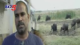 Severe Drought Hits Nellore Dist  Annapurna  Telugu News  TV5 News [upl. by Scribner]