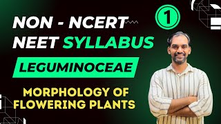 Non NCERT Syllabus  Leguminoceae  Morphology of Flowering Plants [upl. by Irena702]