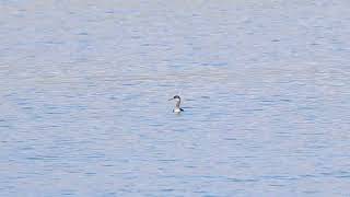 Rednecked Grebe Portland Harbour 27th October 2024 [upl. by Cressler854]