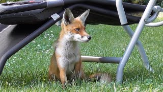 Fuchs chillt im Garten [upl. by O'Kelly]