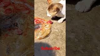 ক্যাট কত সুন্দর করে মাছ খাচ্ছে ।😽short youtubeshorts sadmusic cat funny viralshort newreels [upl. by Anaujat]