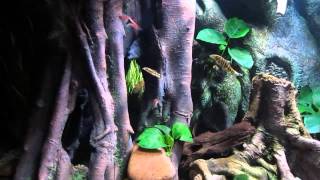 Aquarium  Sungai Relau  360 Liter [upl. by Earej796]