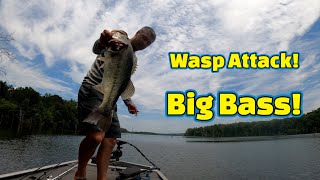 Wasp AttackExtreme HeatBIG BassCrazy Day on the Lake [upl. by Corene]