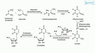 carbamoyl phosphate synthetase II [upl. by Lemhar30]