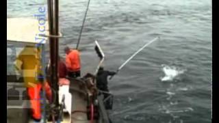 Albacore Tuna Fishing on the Erin Nicole [upl. by Hsara]