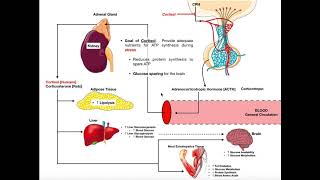 Specific Hormones  Functions of Cortisol [upl. by Aratihc375]