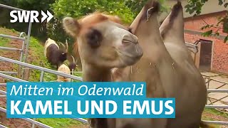 Zwischen Kamel und Emus Multikulti auf dem Bauernhof [upl. by Ailes]