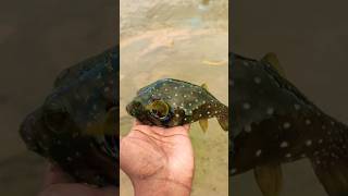 Frog head fishing video ytshorts trendingshorts kankada nature fish [upl. by Htebsle228]