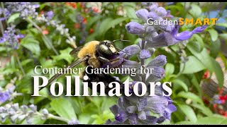 Container Gardening for Pollinators [upl. by Abdu925]