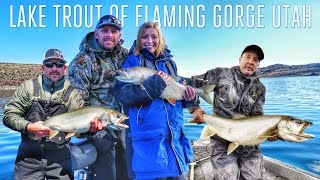 Giant Lake Trout Flaming Gorge Utah [upl. by Abibah]