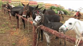 Feria de Ganado 2017 Los Realejos [upl. by Vida]