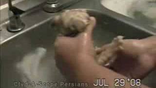 ClydAScope BATHING amp GROOMING video tips Persians 72908 [upl. by Arolf730]