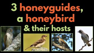 3 HONEYGUIDES A HONEYBIRD AND THEIR BROOD HOSTS  a list of their main hosts  BROOD PARASITISM [upl. by Heda767]