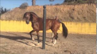 CAVALOS LUSITANOS  COUDELARIA REBELLO ANDRADE  RAE [upl. by Jarlath]