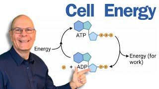 Highlights of Cell Energy for AP Bio Students [upl. by Niatsirk]