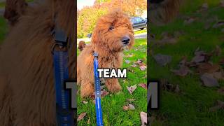 ✨️TEAM ROBLOX OR MINECRAFT PUPPY✨️ shorts puppy dog [upl. by Hedvige893]