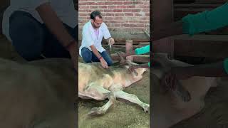 BULL suffer Hypothermia gaumatahelp savegaumata [upl. by Suiram592]