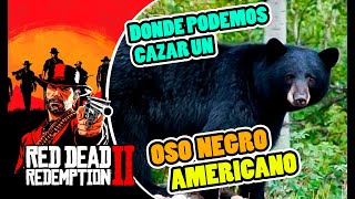 DONDE CAZAR  OSO NEGRO AMERICANO  LOCALIZACIÓN EN RED DEAD REDEMPTION 2  RDR2 [upl. by Melcher]