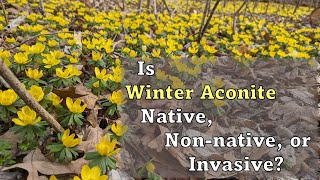 Is Winter Aconite Eranthus hyemalis Native Nonnative or Invasive to North America [upl. by Grinnell270]