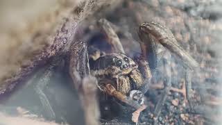 Wolf Spider Ate Its Own Leg [upl. by Imhskal]