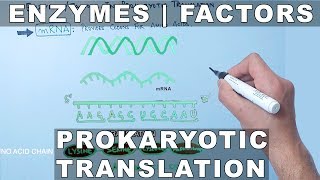 Factors and Enzymes in Prokaryotic Translation [upl. by Fallon]