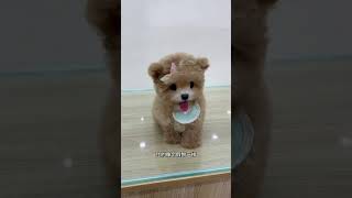 This is just a toy dog ​​from store No 5 Its so fun Champagnecolored Teddy small body fly [upl. by Cassi456]