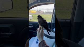 American Kestrel falcon gets her face grabbed by an invasive European Starling [upl. by Ajiram]