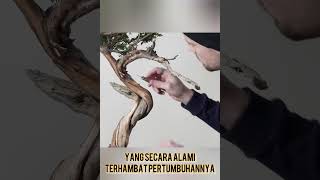 Proses bonsai yamadori vidio from bonsai releaf shorts viral [upl. by Noirred]