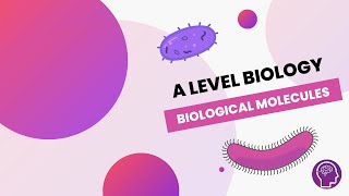 Introduction to Biological Molecules Monomers amp Polymers  Alevel Biology  OCR AQA Edexcel [upl. by Yticilef]