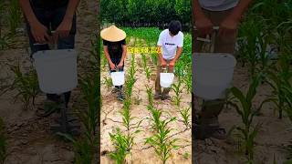 Fertilizer carts are used to carry fertilizers during farm work and rural life [upl. by Blank]