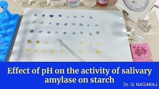 Effect of pH on the activity of salivary amylase on starch [upl. by Nagaer]