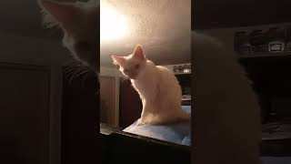 Los Michis viendo su película favorita ❤️ viralvideo gatosadorables youtubeshorts [upl. by Nela128]